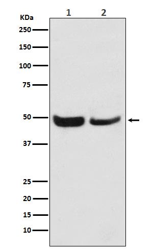 WB - Anti-SKP2 Monoclonal Antibody ABO14522